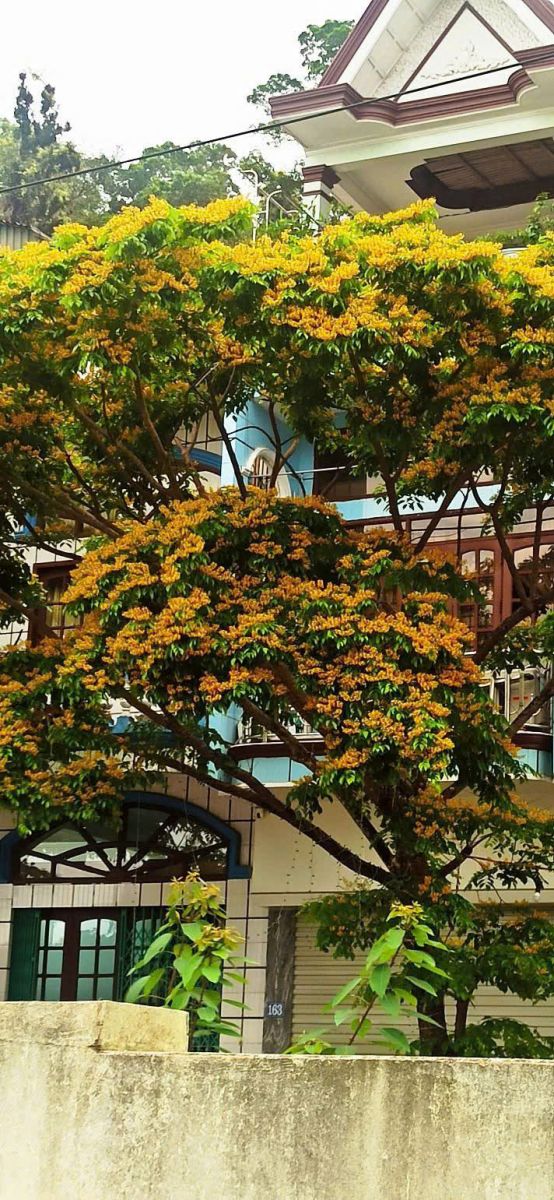 Cây giáng hương tại Quảng Ninh 